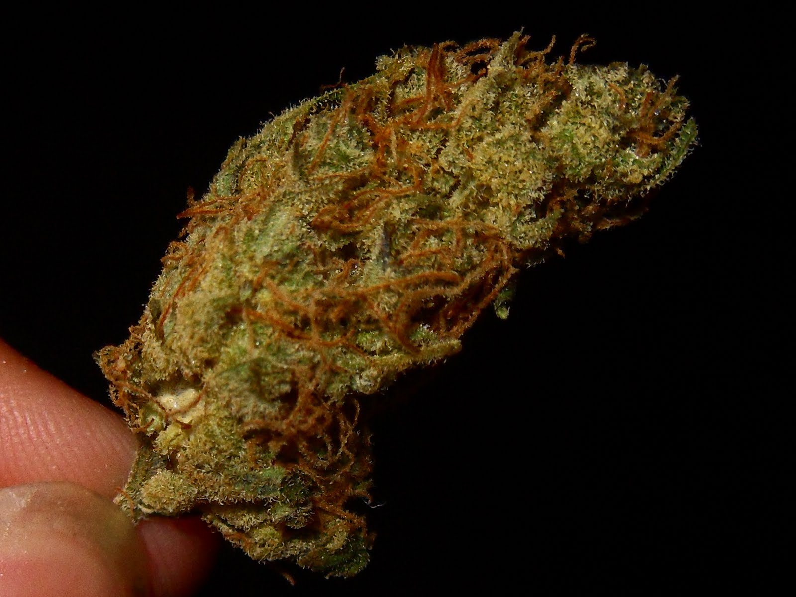 The Herban Legend Sweet Diesel