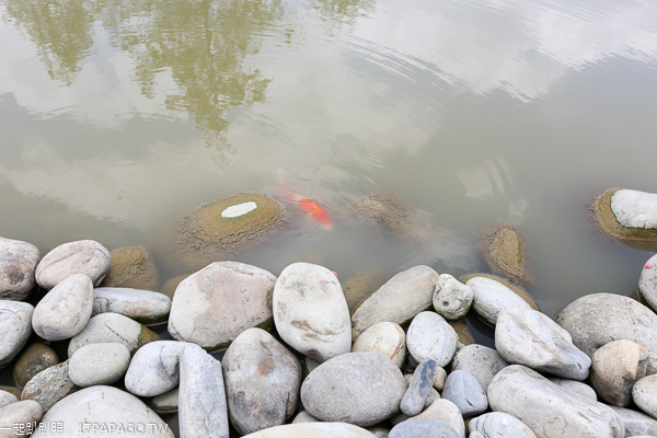 台中北屯|鉅虹建設海天橋水岸公園|百日草|落羽松|阿勃勒|生態池|貨櫃屋 台中北屯|鉅虹建設海天橋水岸公園|百日草|落羽松|阿勃勒|生態池|貨櫃屋