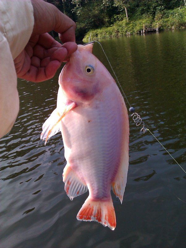 Tilapia Fishing Part 1 THE ANGLERS