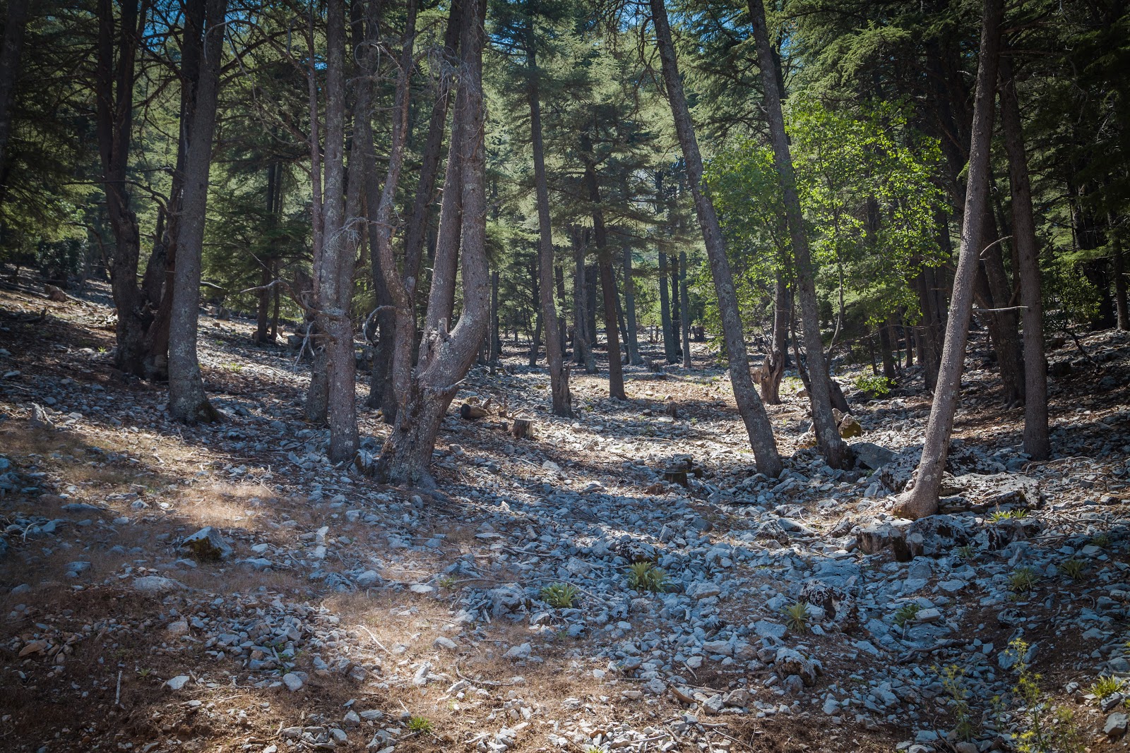 How I Survived a Forest Fire in Turkey Explore the World with Simon
