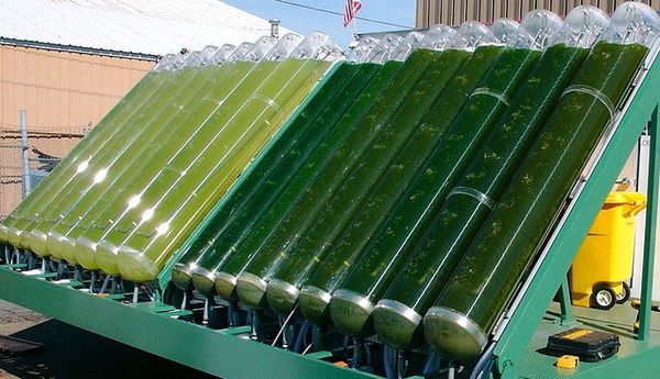 Algae Fuel