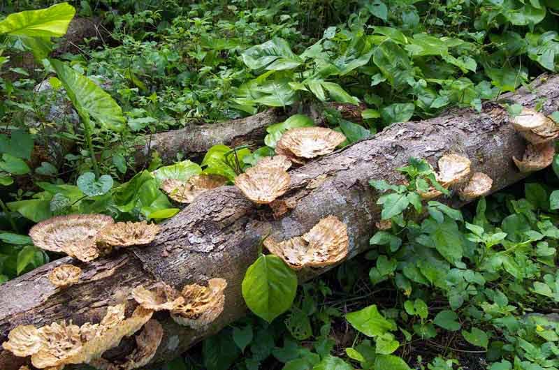 fallen tree, forest, mushrooms