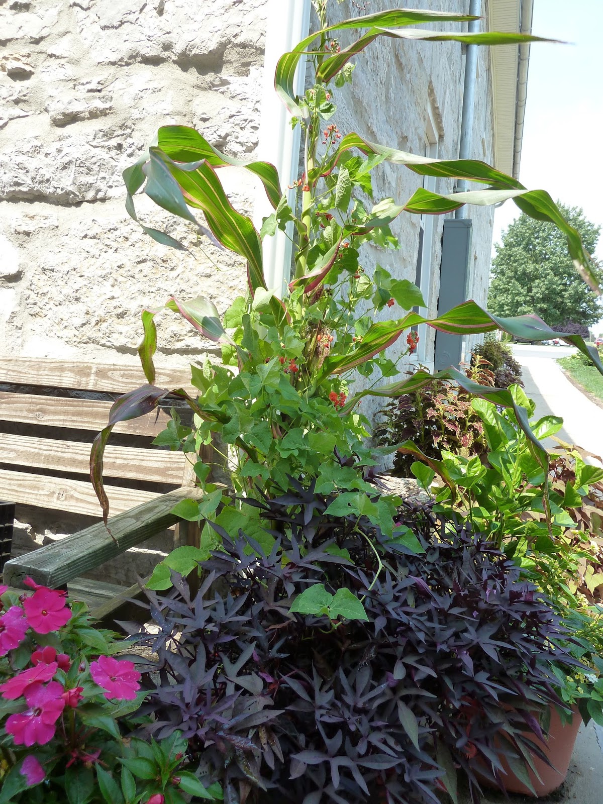 Franklin County (PA) Gardeners Three Sisters Container Gardening