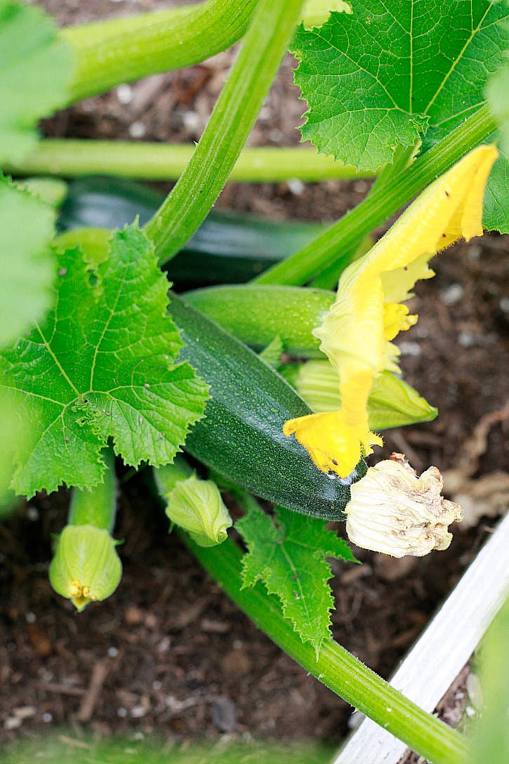 zucchini plant Beautiful garden zucchini pasta