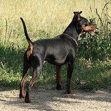Black Miniature Pinscher dog outdoor Black Miniature Pinscher dog outdoor