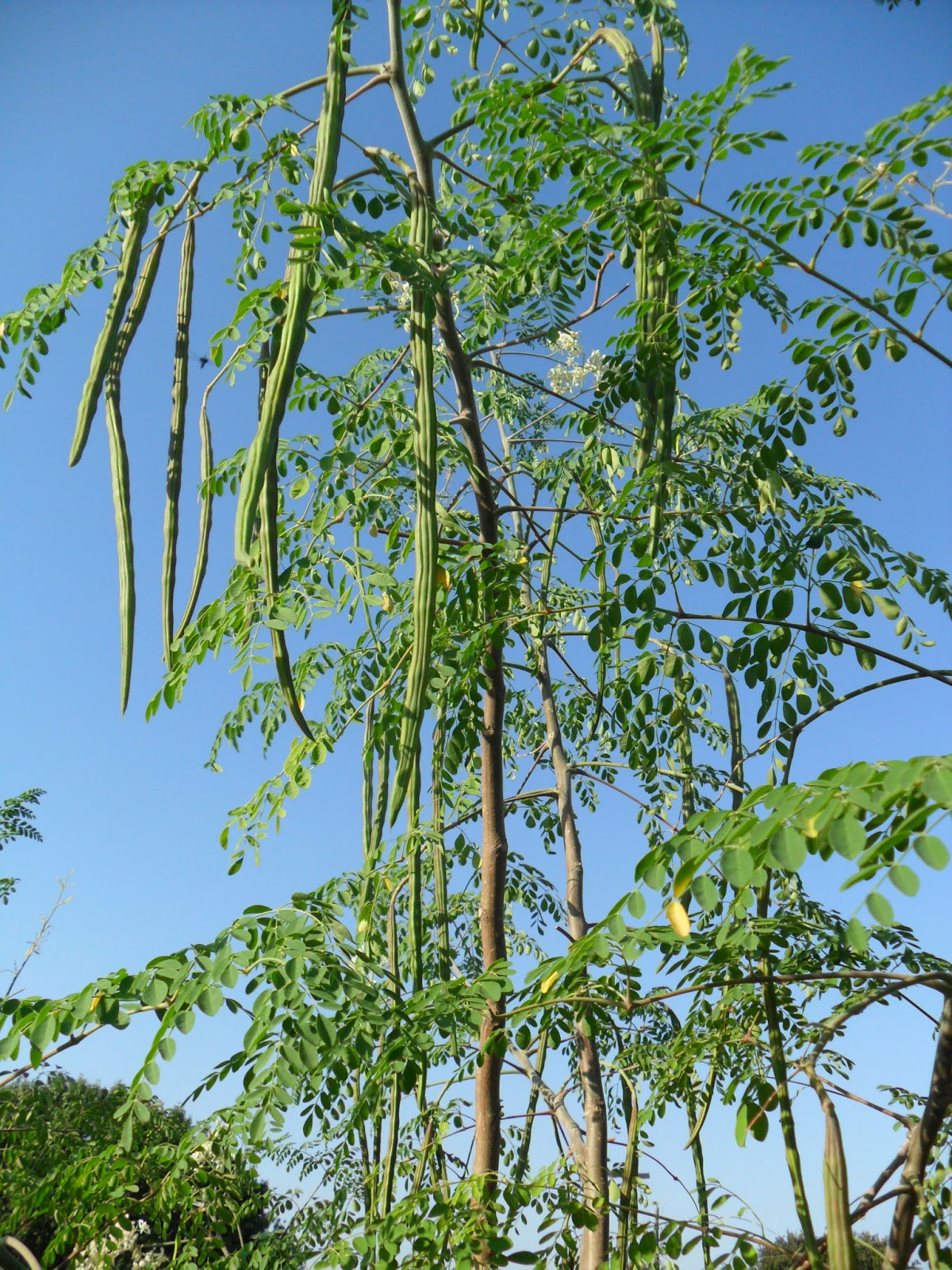 vegetable-drumstick-tips-for-growing-drumstick