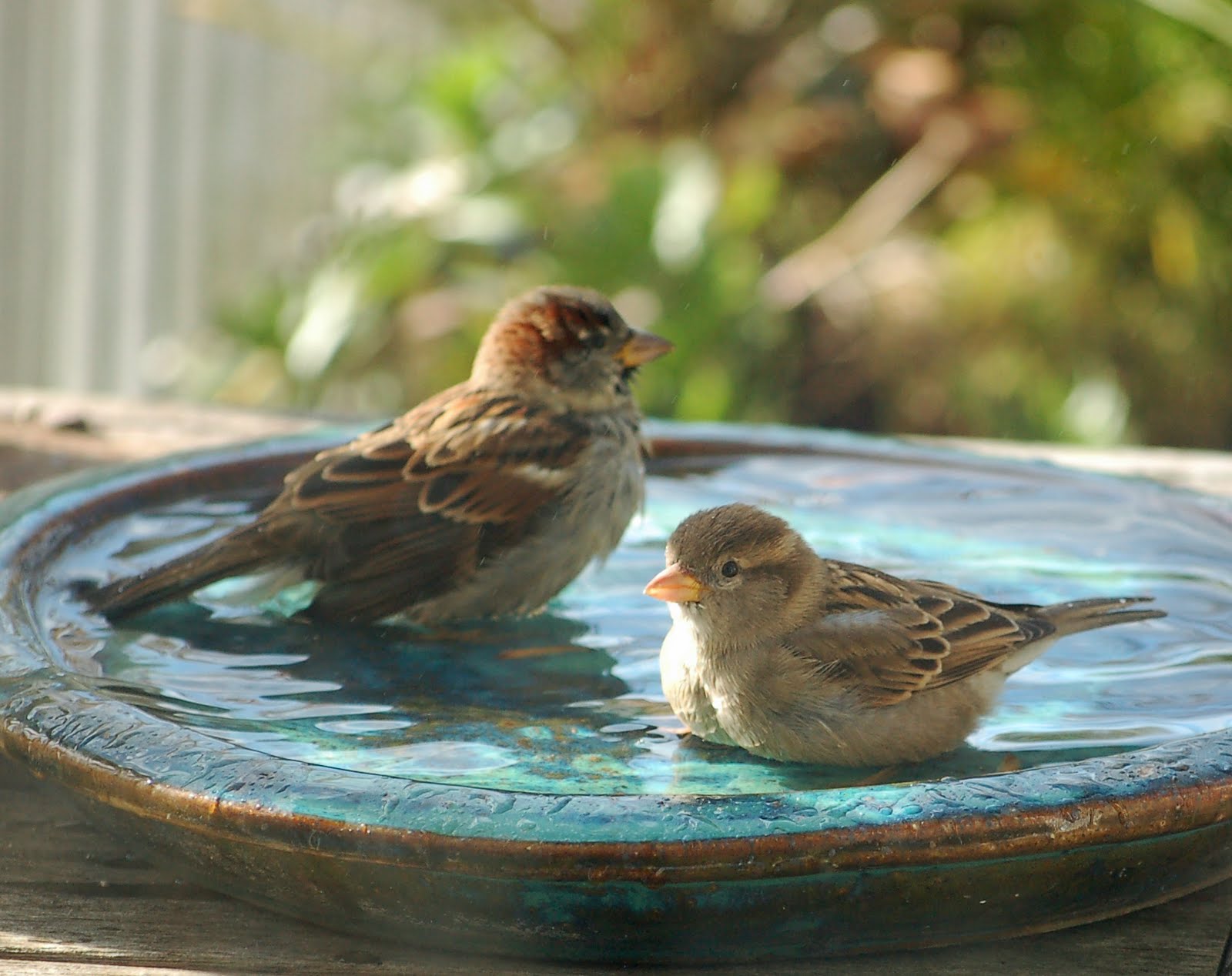 What To Feed A Hurt Sparrow