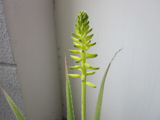 Floare Aloe-Vera