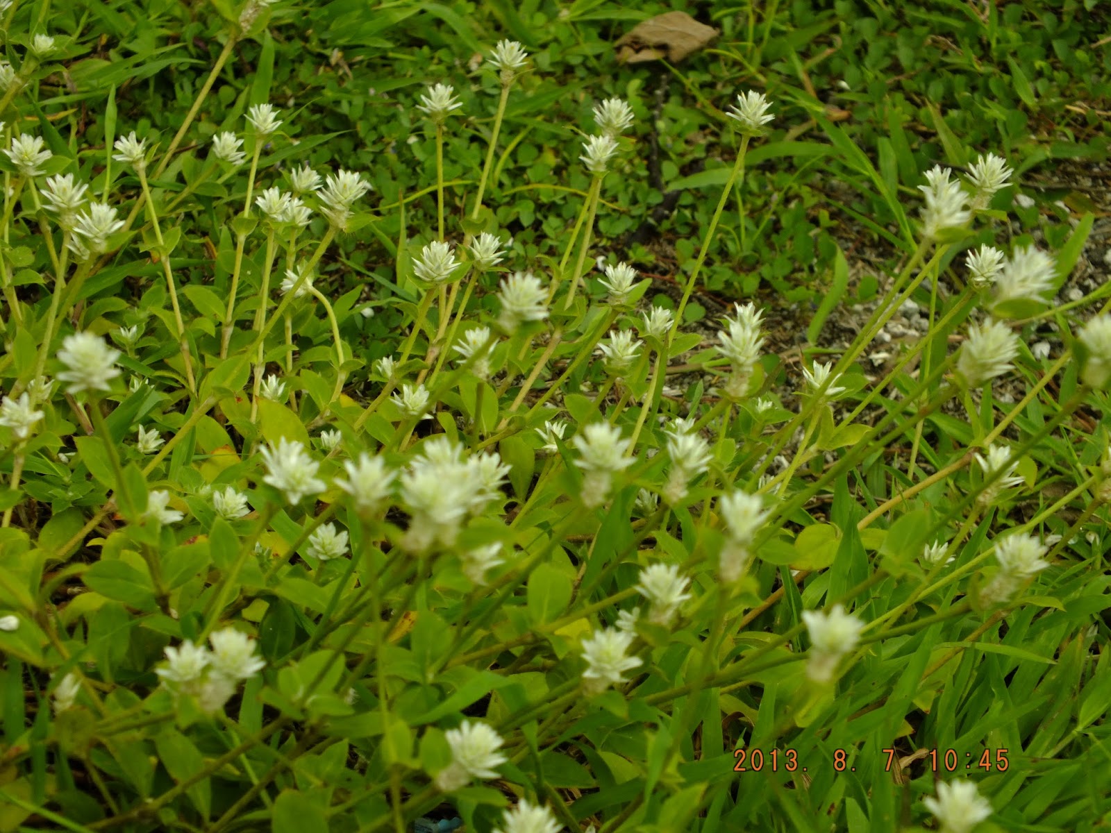 Photography with Dr. Ernie. Weeds with nice white flowers