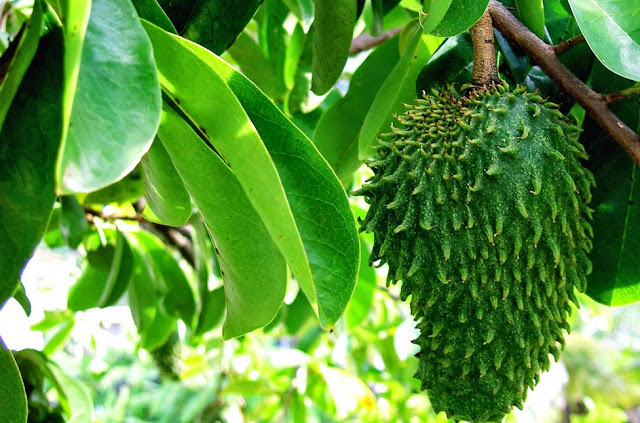 Natural Remedies For Prevention and Treatment Of Cancer Natural Remedies For Prevention and Treatment Of Cancer