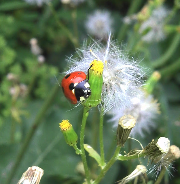Ladybird on a dandelion