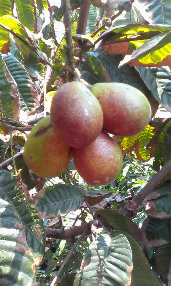 Mengenal Buah Kaya Vitamin B dan Khasiatnya untuk Tubuh