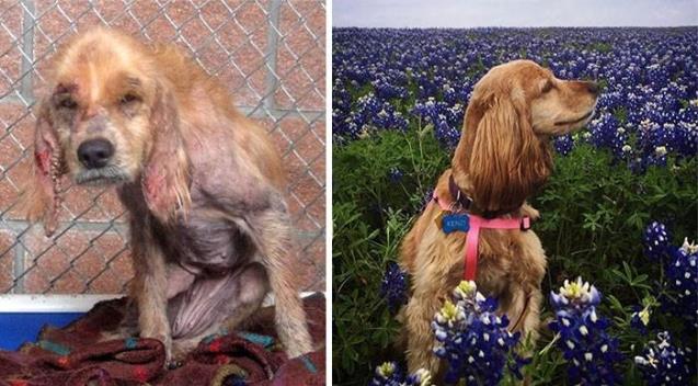 perros rescatados, antes y después.