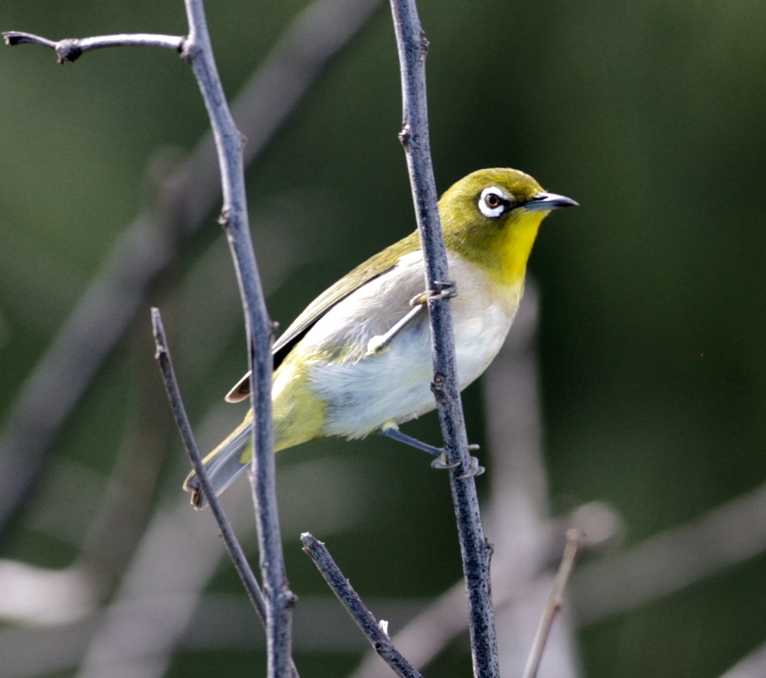 the birdist hawaiian birds and wildlife mega photo post