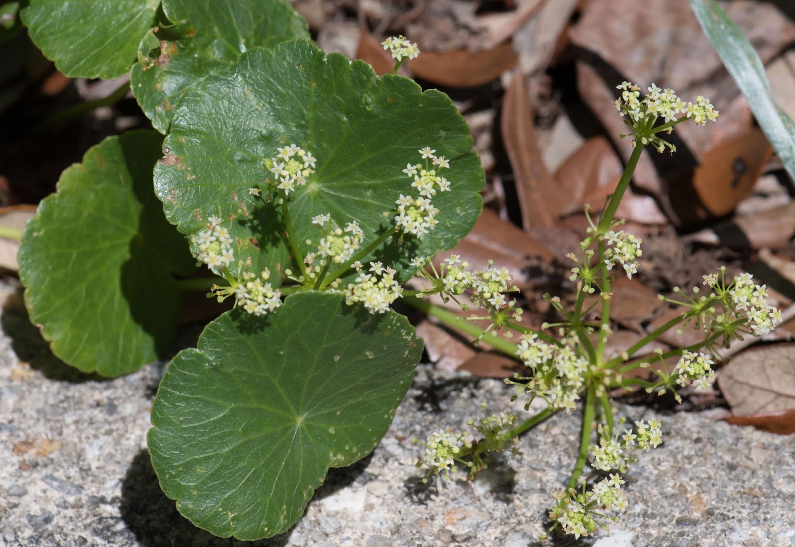 Gaia Garden Dollarweed What Good Is It?