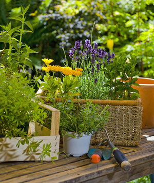 gardening for beginners download gardening for beginners download