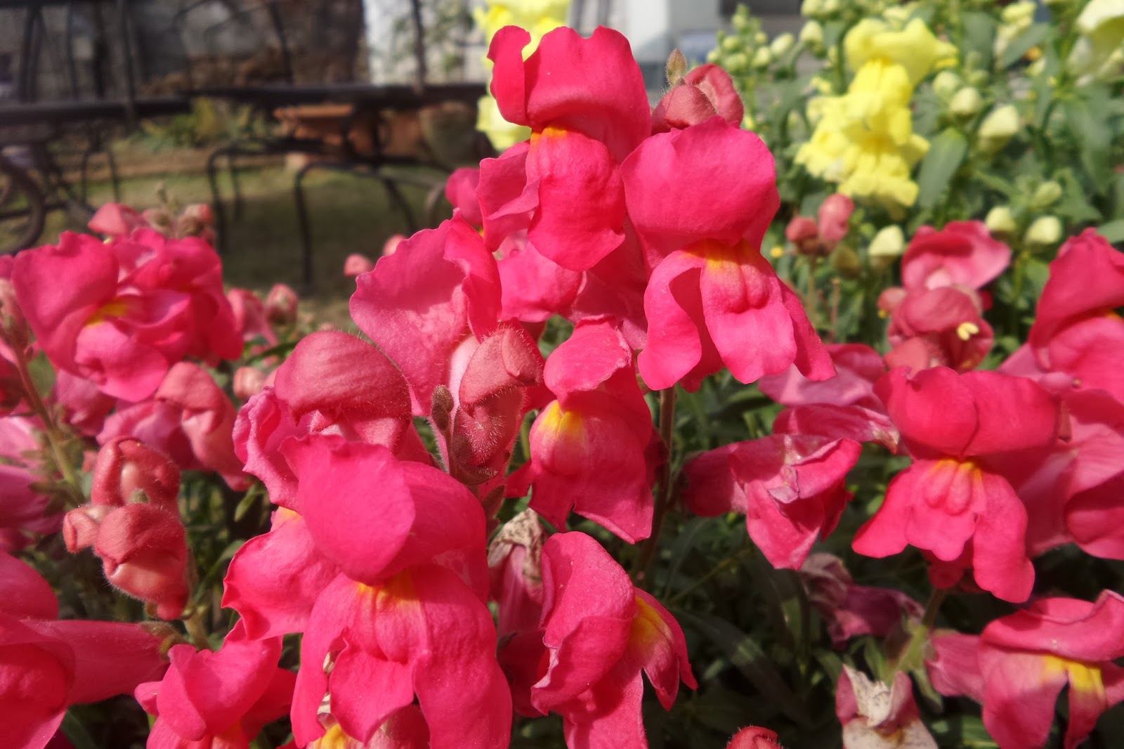 Keep Calm & Curry On Bowers of Flowers...That Don't Bloom in the Spring!