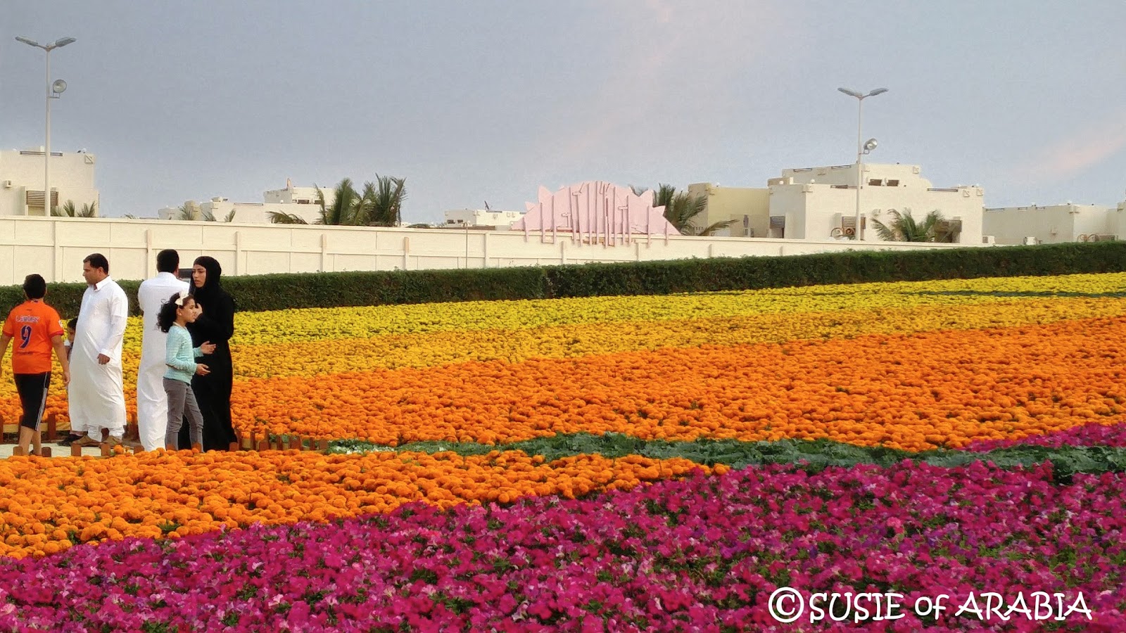 Jeddah Daily Photo Yanbu Endless Flowers