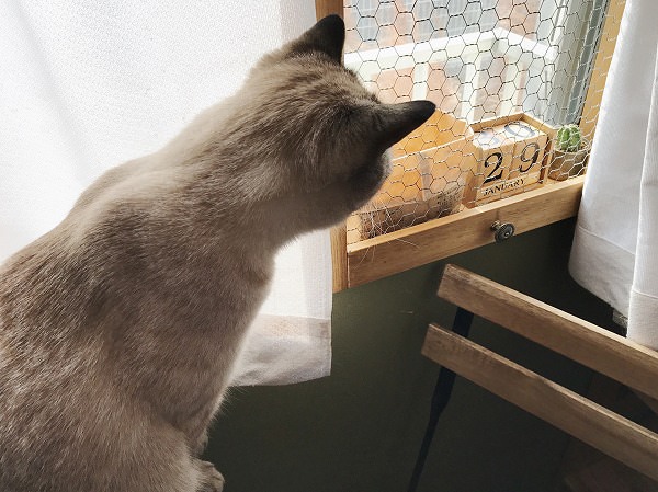 飾り棚を見つめているシャムトラ猫の背中