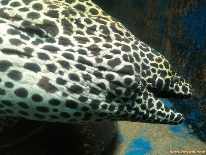 Ikan Belut Akuarium Tunku Andul Rahman, Batu Maung, Penang