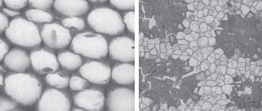 Jaringan penyusun tumbuhan dan fungsinya Mbah Karno