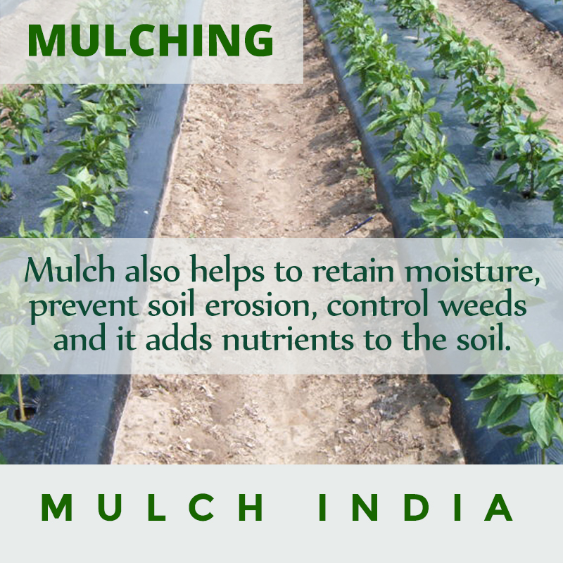 MulchIndia Mulch also helps to retain moisture, prevent soil erosion