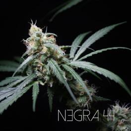 Negra44 R-Kiem Negra44 R-Kiem