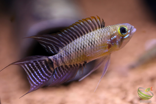 Apistogramma sp.Doppelfleck / from Rio Negro System