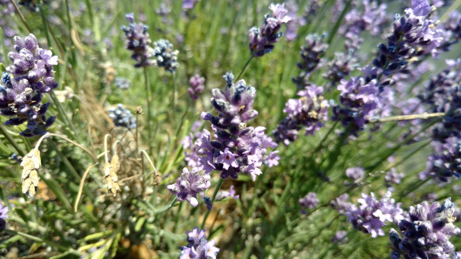 Live free or die Лаванда...(Pleasant Valley Lavender Farm,