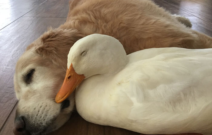 Heartwarming Pictures Of A Friendship Between A Dog And A Duck