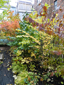 Autumn foliage Paul Jung backyard by garden muses-not another Toronto gardening blog