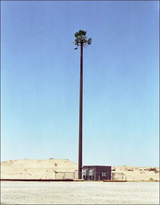 My Funny Camouflaged Cell Phone Towers Pictures