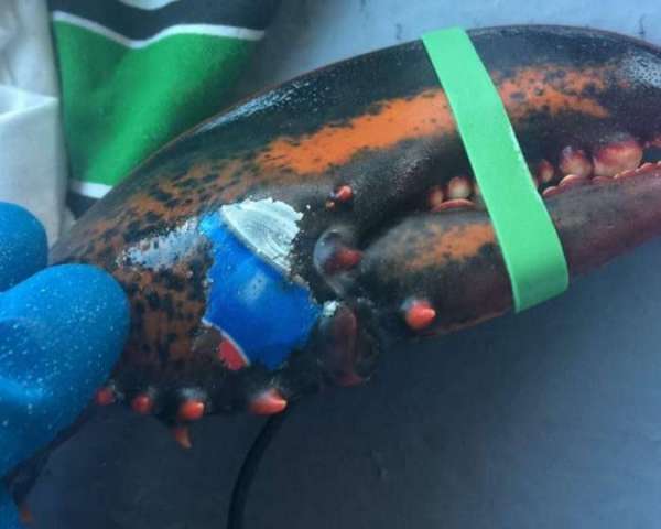 Рыбаки поймали лобстера со странной татуировкой Pepsi. Как это вышло? Есть несколько теорий
