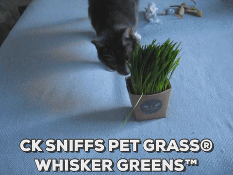 6 Reasons Your Cat Needs #PetGrass #ad