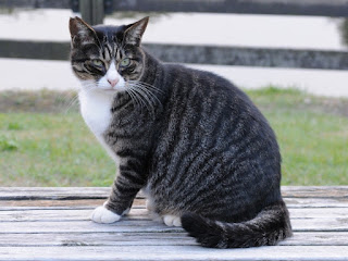 Kucing dark mackerel tabby