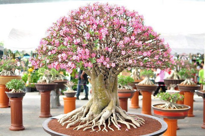 Cara Membentuk Bonsai Adenium