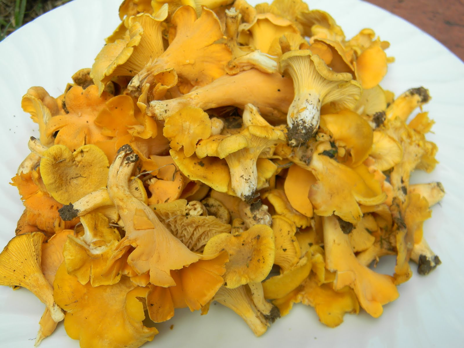 rainy with a chance of mushrooms july is chanterelle season in tennessee