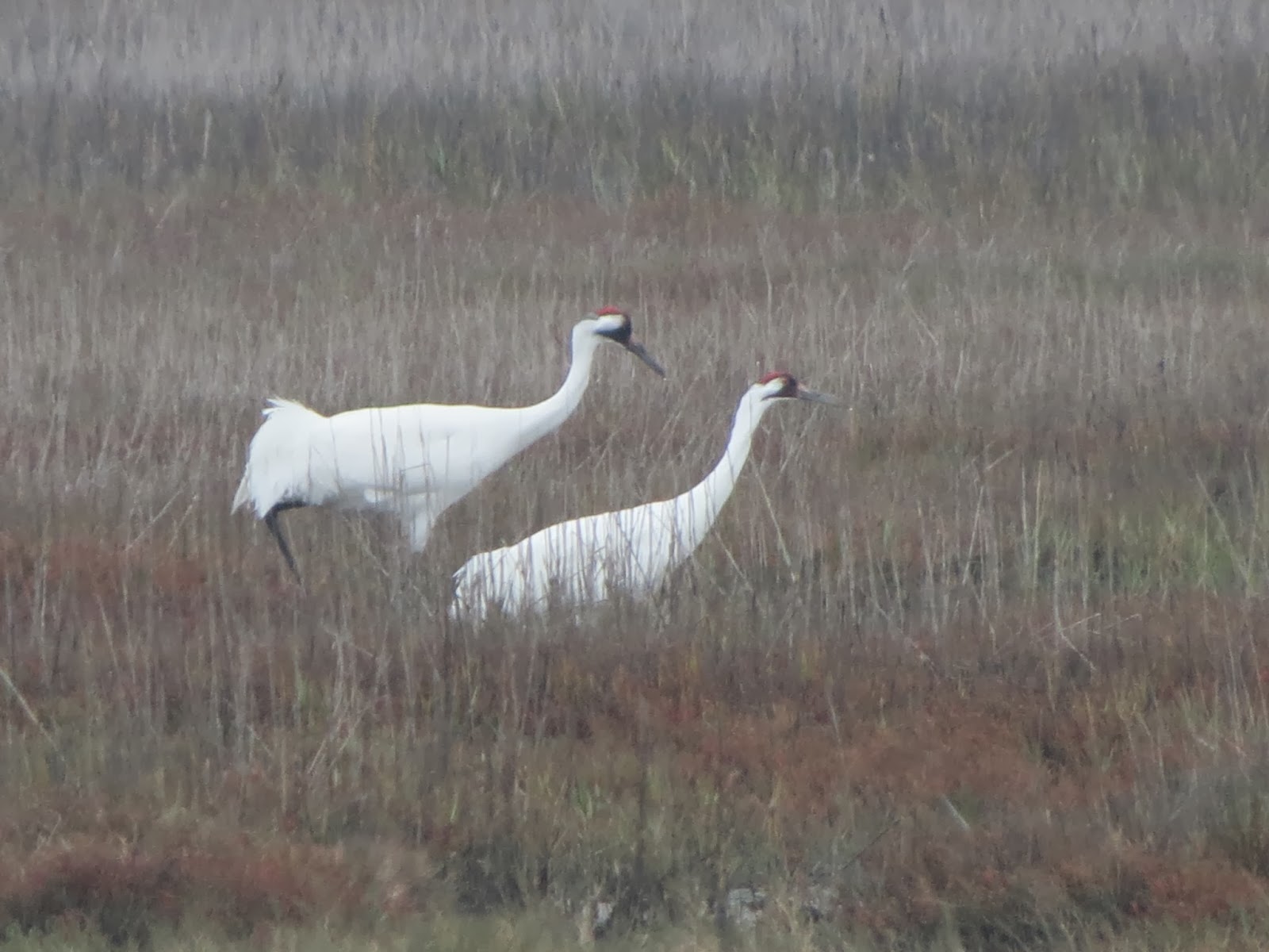 Birding Across Texas Whooping Cranes