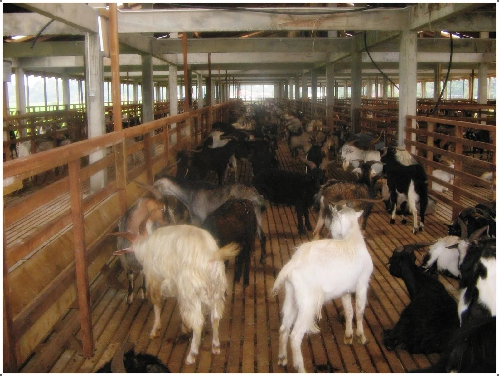 gambar 1 peternakan kambing etawa di blitar