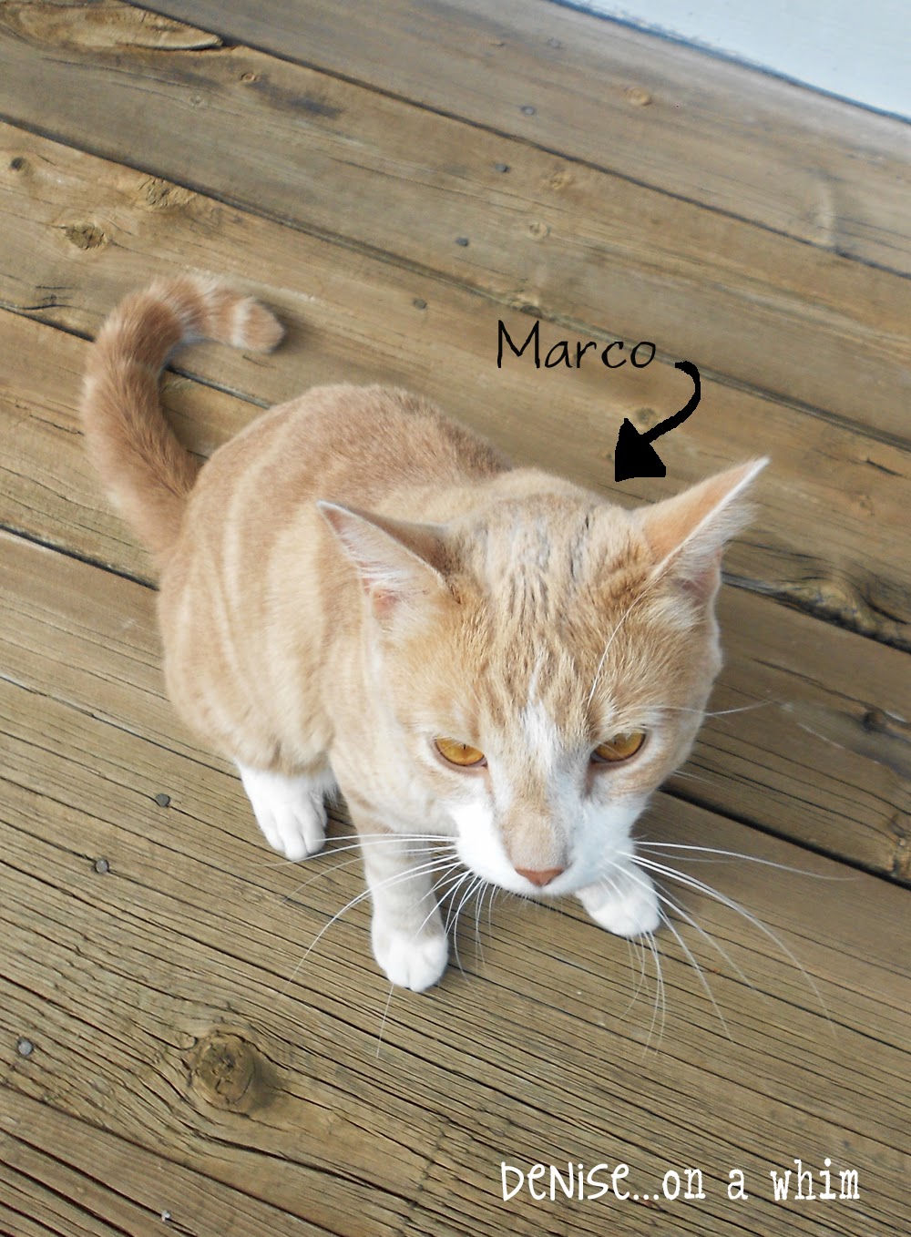 Marco the Cat at Denise on a Whim