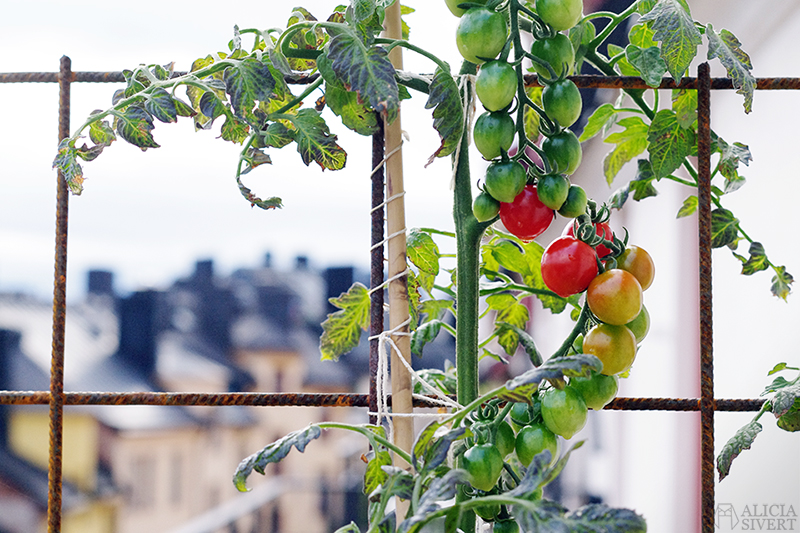 Tomatoes, photo by Alicia Sivertsson.