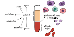 los componentes de la sangre