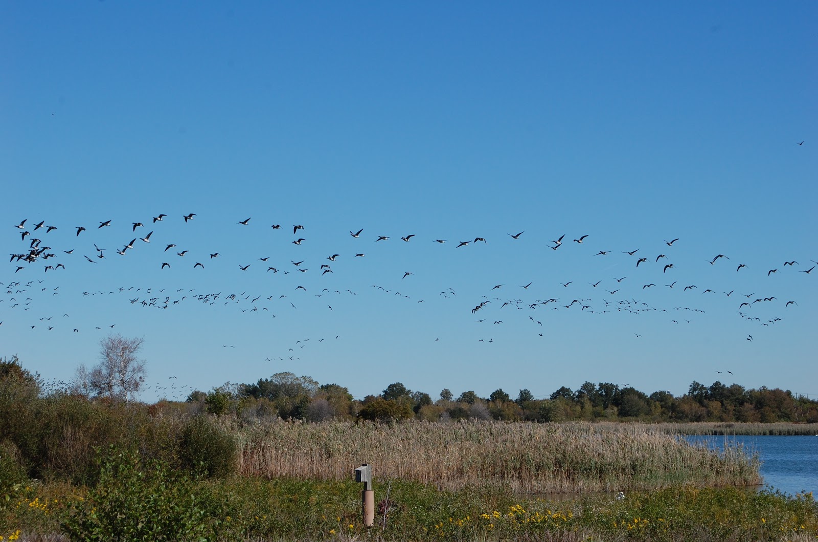 Urban Wildlife Guide: Jamaica Bay