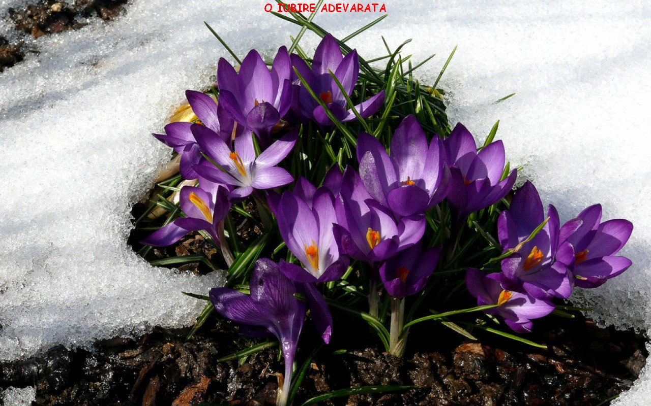 MESAJE DRAGOSTE SI IMAGINI: Imagini cu flori