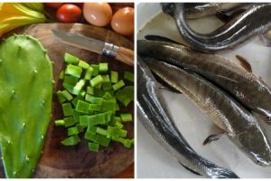 Một số bài thuốc từ cây xương rồng chữa bệnh đau lưng