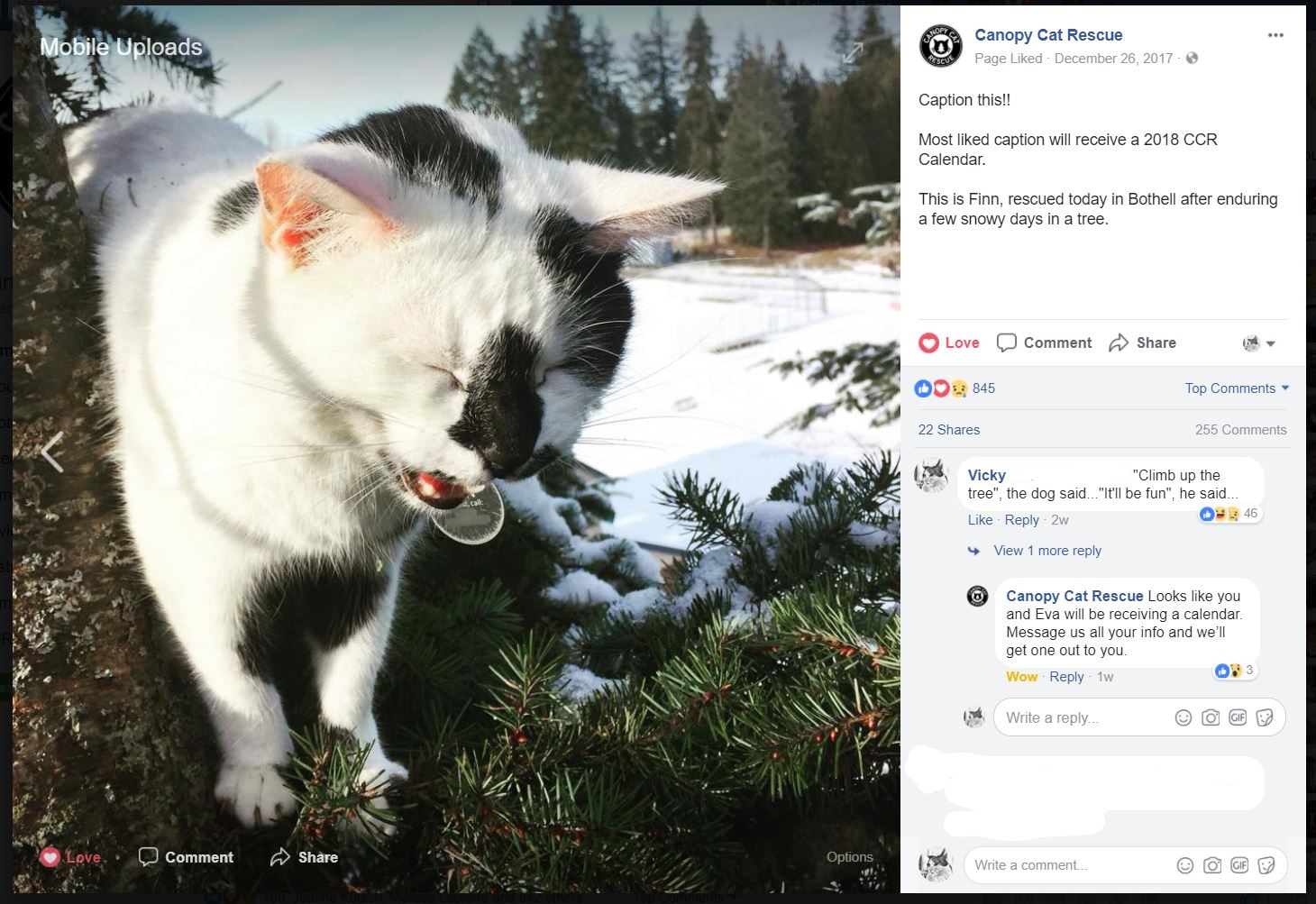 eastside cats 2018 calendars canopy cat rescue