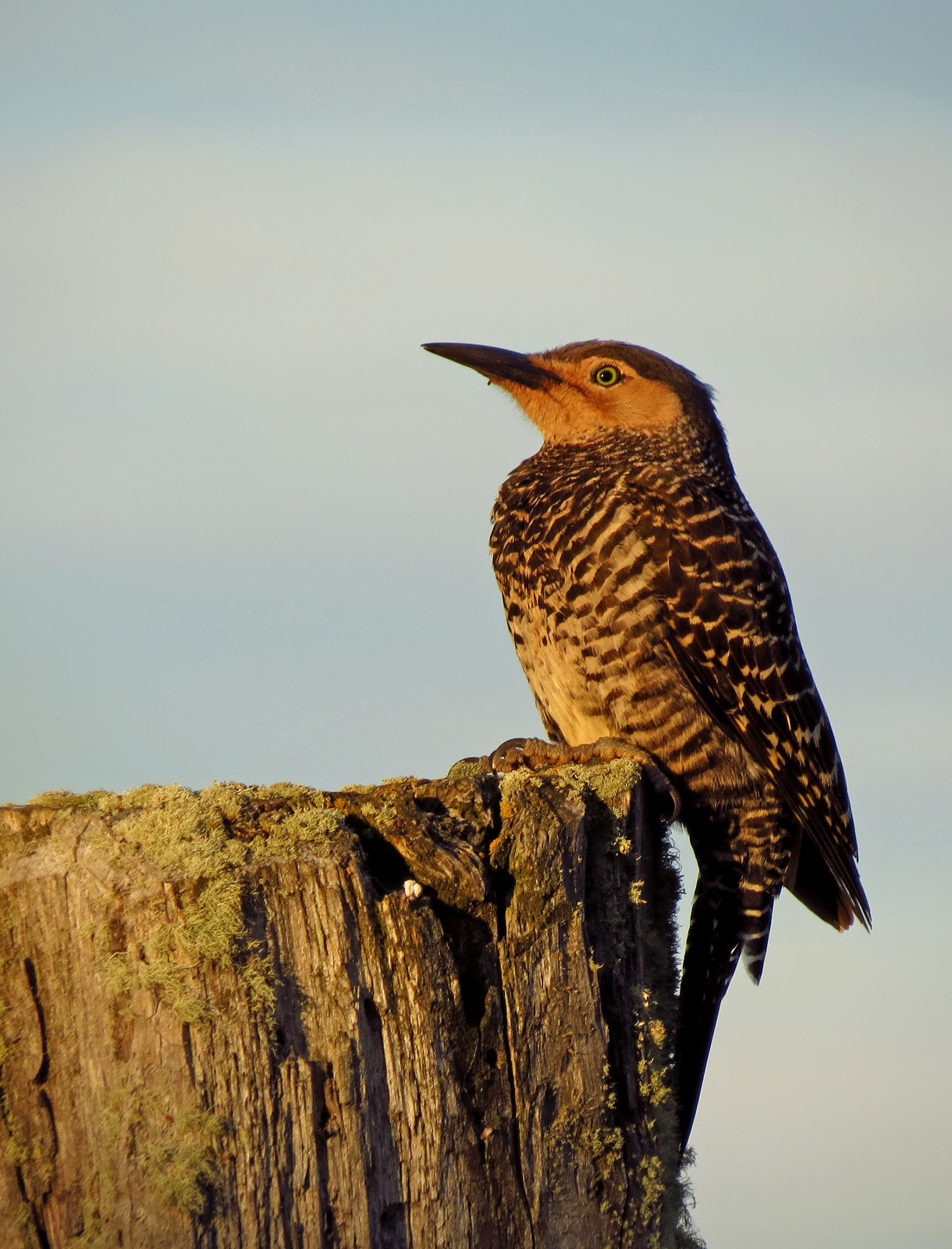 Aves Australes Pitío
