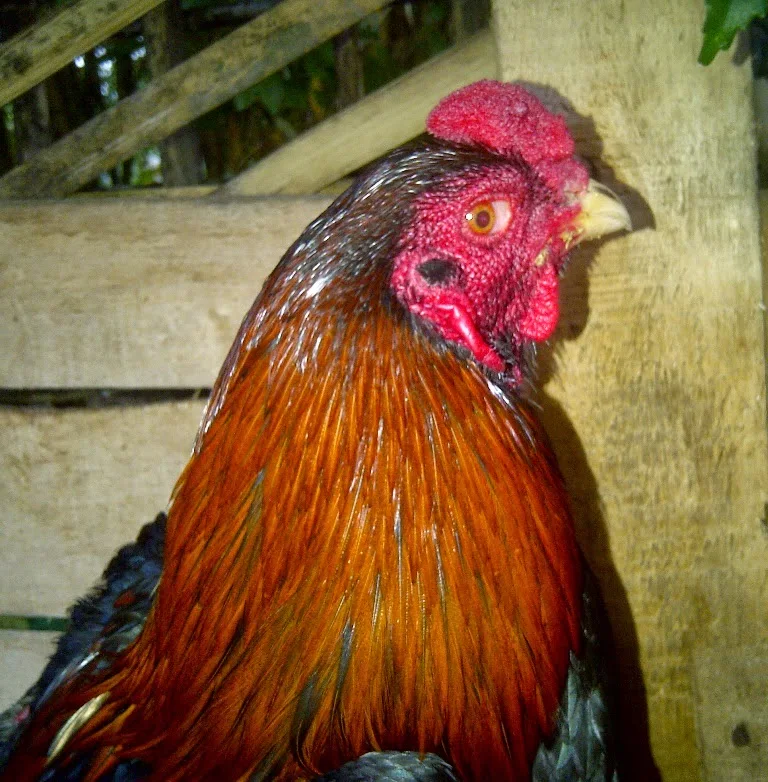 Ayam Aduan Aragon