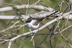 fork tailed flycatcher bird antshrike