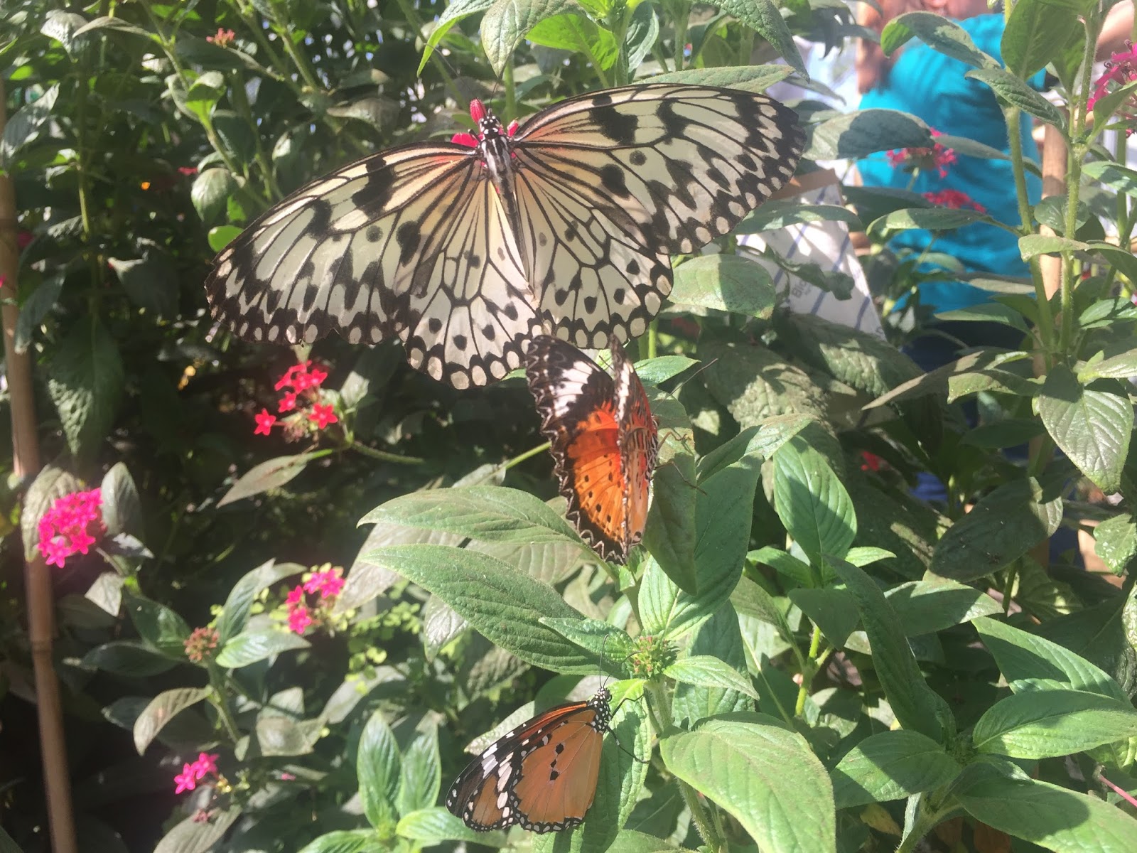 The Horniman Museum Butterfly House The Ark In Space